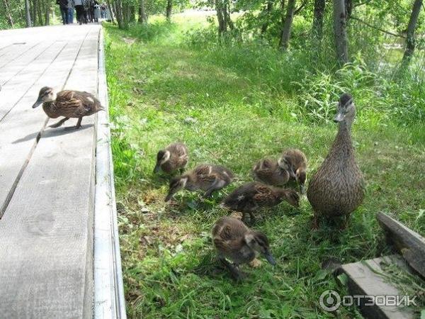 Экскурсия на о. Кижи (Россия, Карелия) фото