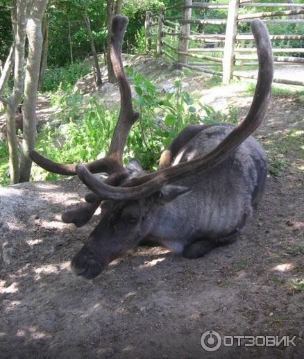 Музей Skansen (Швеция, Стокгольм) фото