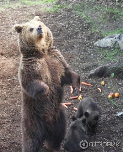 Музей Skansen (Швеция, Стокгольм) фото