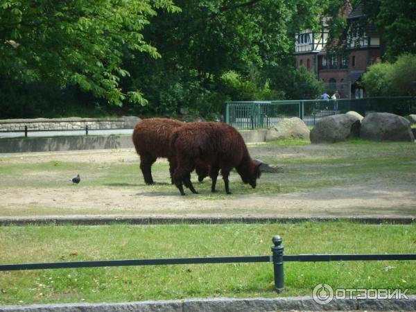 Берлинский зоопарк (Германия, Берлин) фото