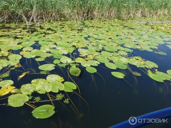 Скадарское озеро (Черногория) фото