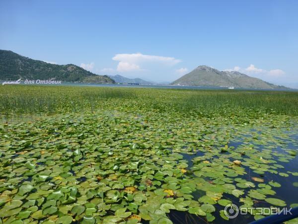 Скадарское озеро (Черногория) фото