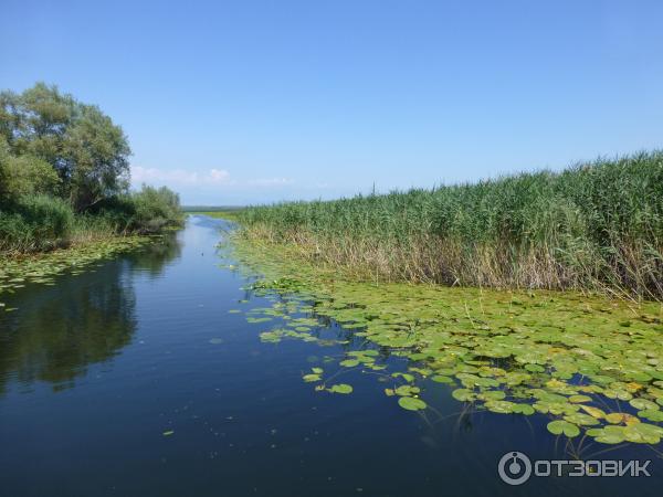 Скадарское озеро (Черногория) фото