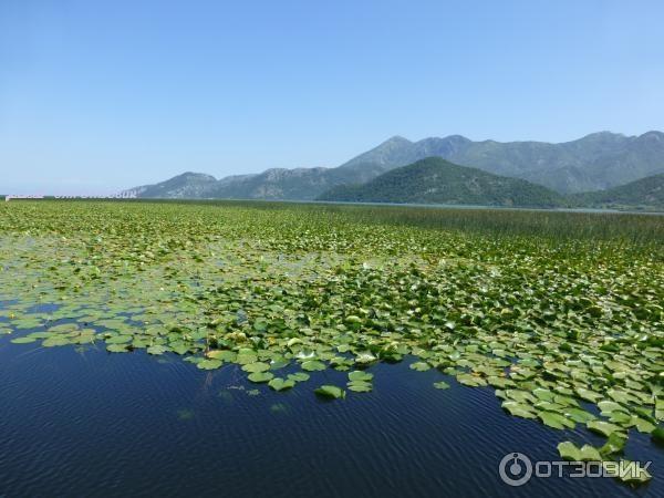 Скадарское озеро (Черногория) фото