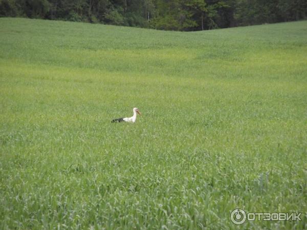 Белоруссия фото