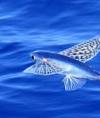 Flying Fish