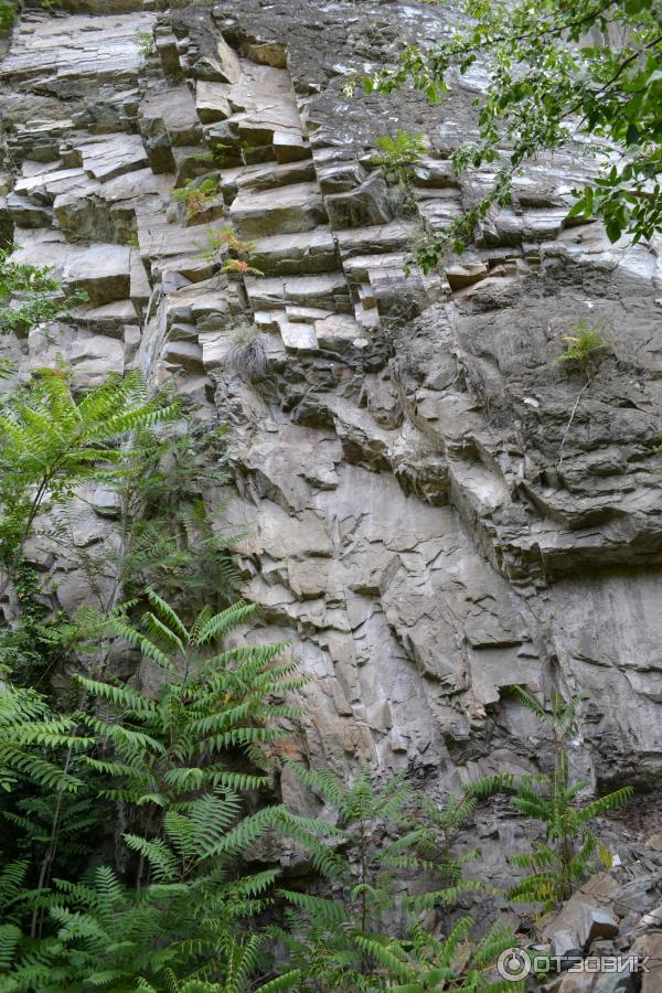 Ботанический сад (Грузия, Тбилиси) фото