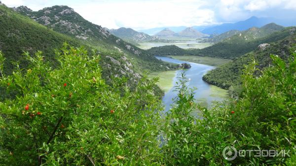 Скадарское озеро (Черногория) фото