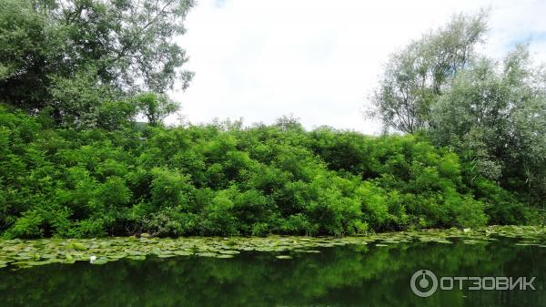 Скадарское озеро (Черногория) фото