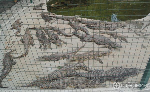 Сафари Парк Краснодар Цена