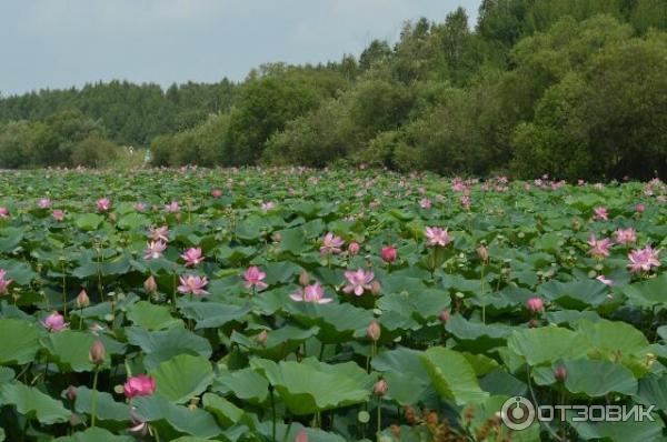 Погода в галкино хабаровского края на 10. Озеро лотосов Галкино. Озеро лотосов Хабаровск Галкино. Озеро лотосов Хабаровский край. Село Галкино Хабаровский край.