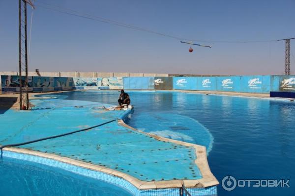 Экскурсия Плавание с дельфинами Dolphin kiss от Pegas Touristik (Египет, Красное Море) фото