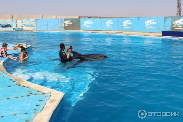 Экскурсия Плавание с дельфинами Dolphin kiss от Pegas Touristik (Египет, Красное Море) фото