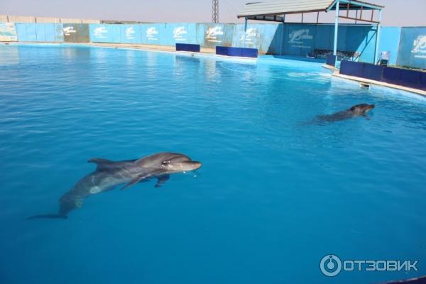 Экскурсия Плавание с дельфинами Dolphin kiss от Pegas Touristik (Египет, Красное Море) фото