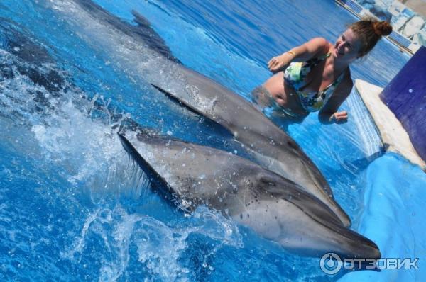 Экскурсия Плавание с дельфинами Dolphin kiss от Pegas Touristik (Египет, Красное Море) фото