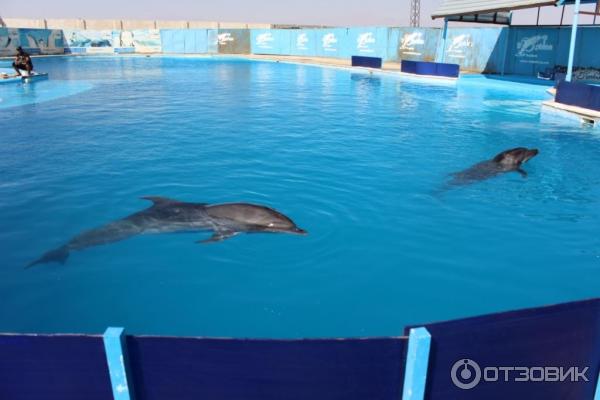 Экскурсия Плавание с дельфинами Dolphin kiss от Pegas Touristik (Египет, Красное Море) фото