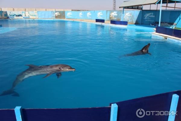 Экскурсия Плавание с дельфинами Dolphin kiss от Pegas Touristik (Египет, Красное Море) фото