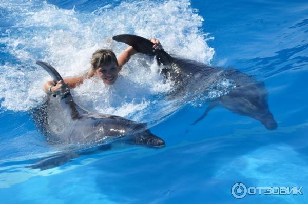 Экскурсия Плавание с дельфинами Dolphin kiss от Pegas Touristik (Египет, Красное Море) фото