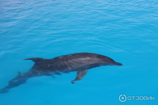 Дельфинарий Dolphin World (Египет, Хурада) фото