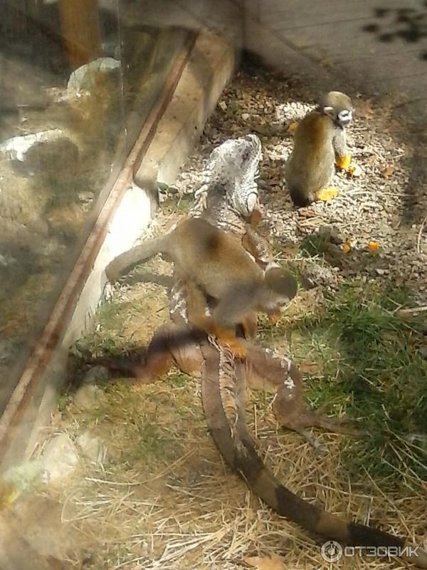 Сафари Парк Краснодар Цена