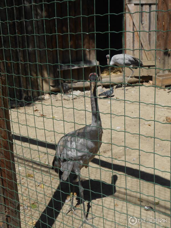 Сафари Парк Краснодар Цена