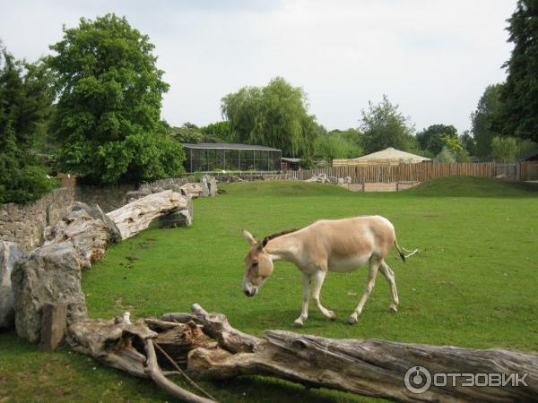 Зоопарк ZSL London Zoo (Англия, Лондон) фото