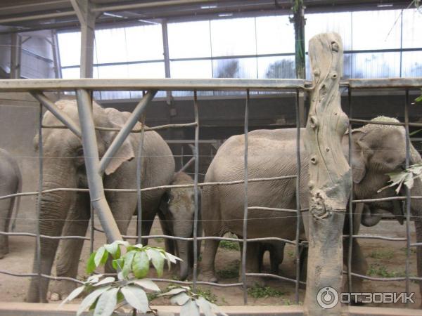 Зоопарк ZSL London Zoo (Англия, Лондон) фото