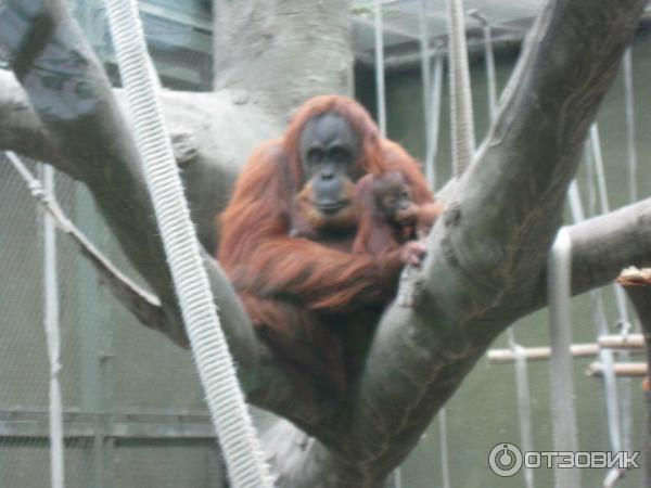 Зоопарк ZSL London Zoo (Англия, Лондон) фото