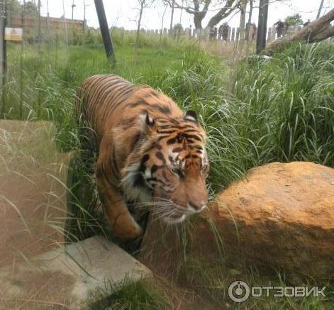 Зоопарк ZSL London Zoo (Англия, Лондон) фото