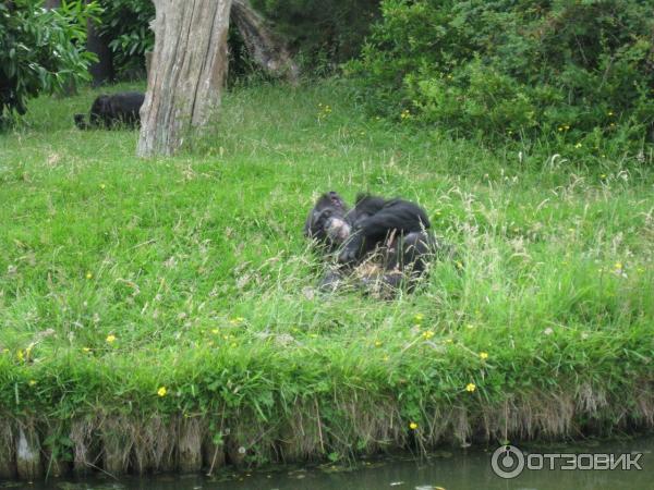 Зоопарк ZSL London Zoo (Англия, Лондон) фото