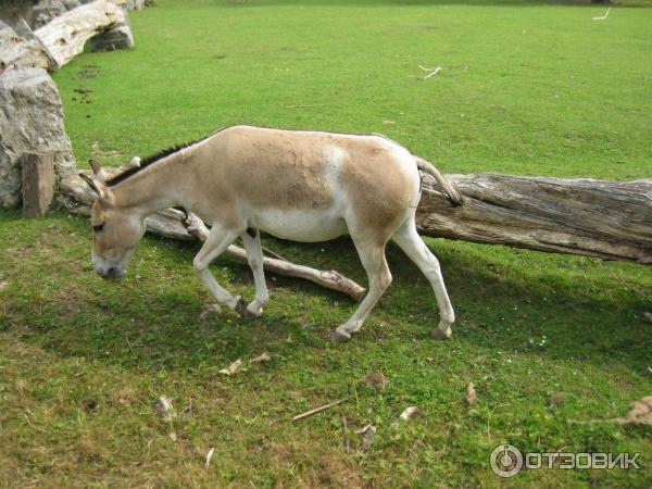 Зоопарк ZSL London Zoo (Англия, Лондон) фото