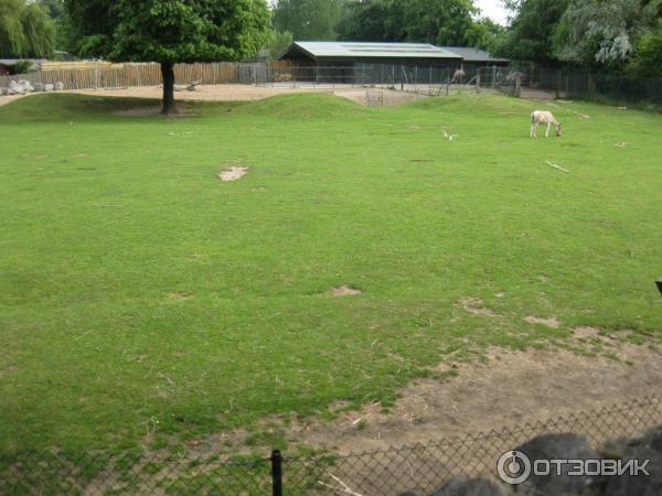 Зоопарк ZSL London Zoo (Англия, Лондон) фото