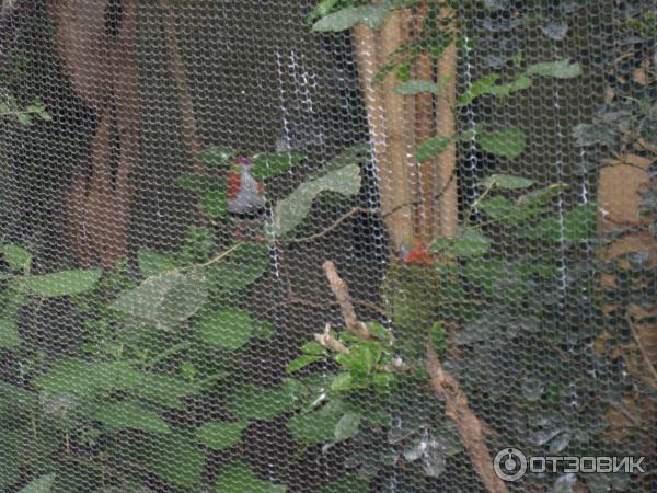 Зоопарк ZSL London Zoo (Англия, Лондон) фото