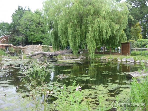 Зоопарк ZSL London Zoo (Англия, Лондон) фото