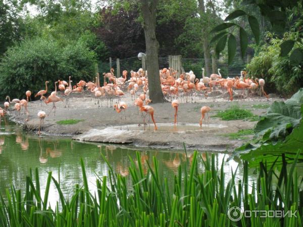 Зоопарк ZSL London Zoo (Англия, Лондон) фото