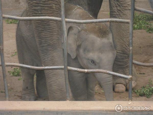 Зоопарк ZSL London Zoo (Англия, Лондон) фото