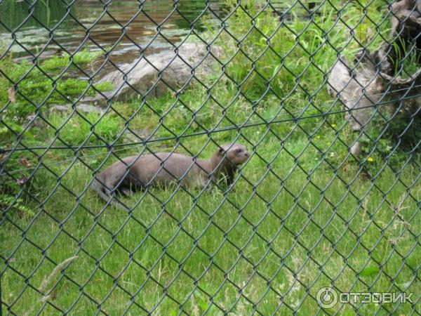 Зоопарк ZSL London Zoo (Англия, Лондон) фото