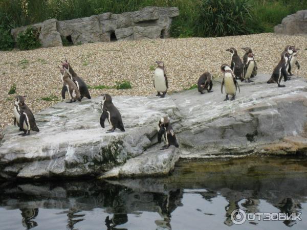 Зоопарк ZSL London Zoo (Англия, Лондон) фото