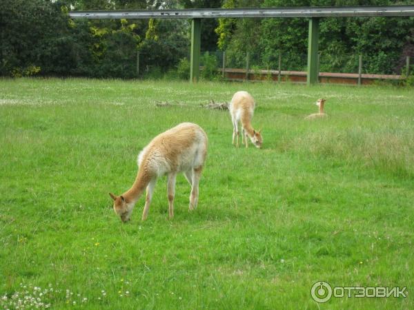 Зоопарк ZSL London Zoo (Англия, Лондон) фото