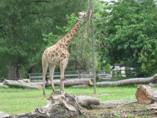 Зоопарк ZSL London Zoo (Англия, Лондон) фото