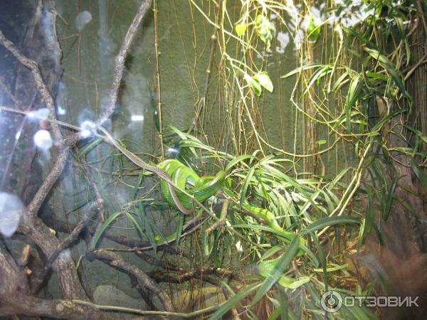 Зоопарк ZSL London Zoo (Англия, Лондон) фото