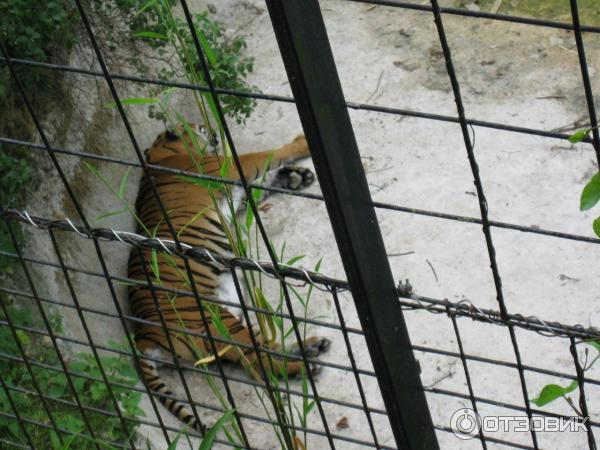 Зоопарк ZSL London Zoo (Англия, Лондон) фото