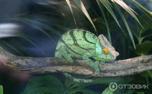 Зоопарк ZSL London Zoo (Англия, Лондон) фото