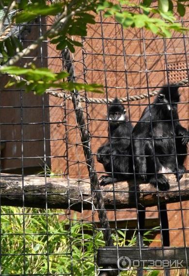 Зоопарк ZSL London Zoo (Англия, Лондон) фото