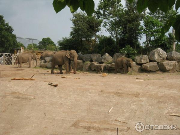 Зоопарк ZSL London Zoo (Англия, Лондон) фото