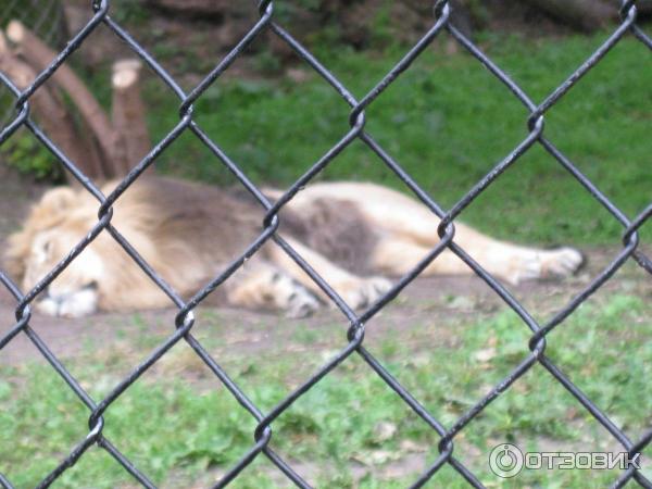 Зоопарк ZSL London Zoo (Англия, Лондон) фото