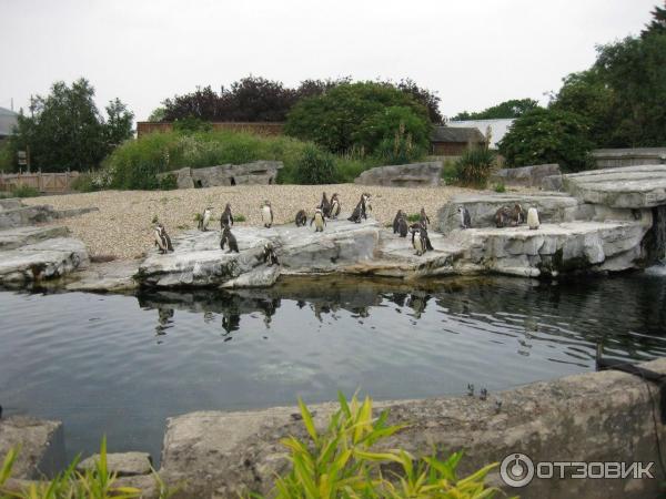 Зоопарк ZSL London Zoo (Англия, Лондон) фото