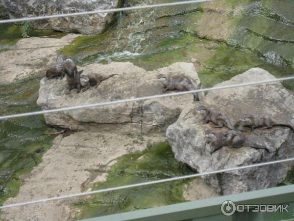 Зоопарк ZSL London Zoo (Англия, Лондон) фото