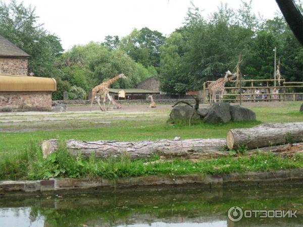 Зоопарк ZSL London Zoo (Англия, Лондон) фото