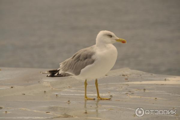 Цифровой зеркальный фотоаппарат Nikon D300